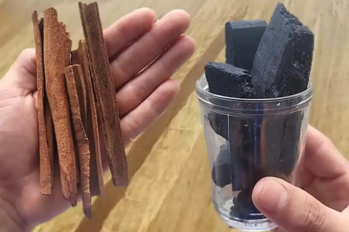 Adubação caseira para plantas: essa solução de liquidificador vai fazer milagres no jardim