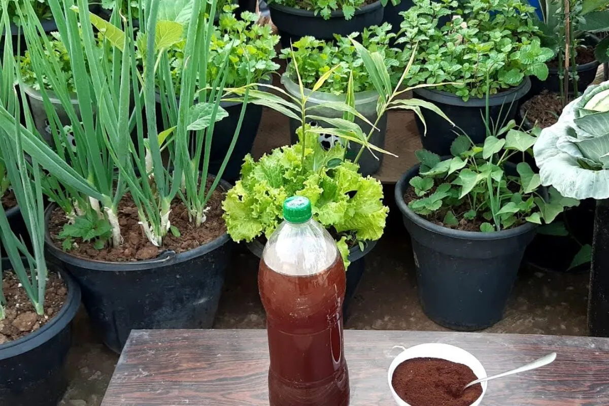 Adubo caseiro de borra de café que serve para qualquer planta que você tiver no quintal