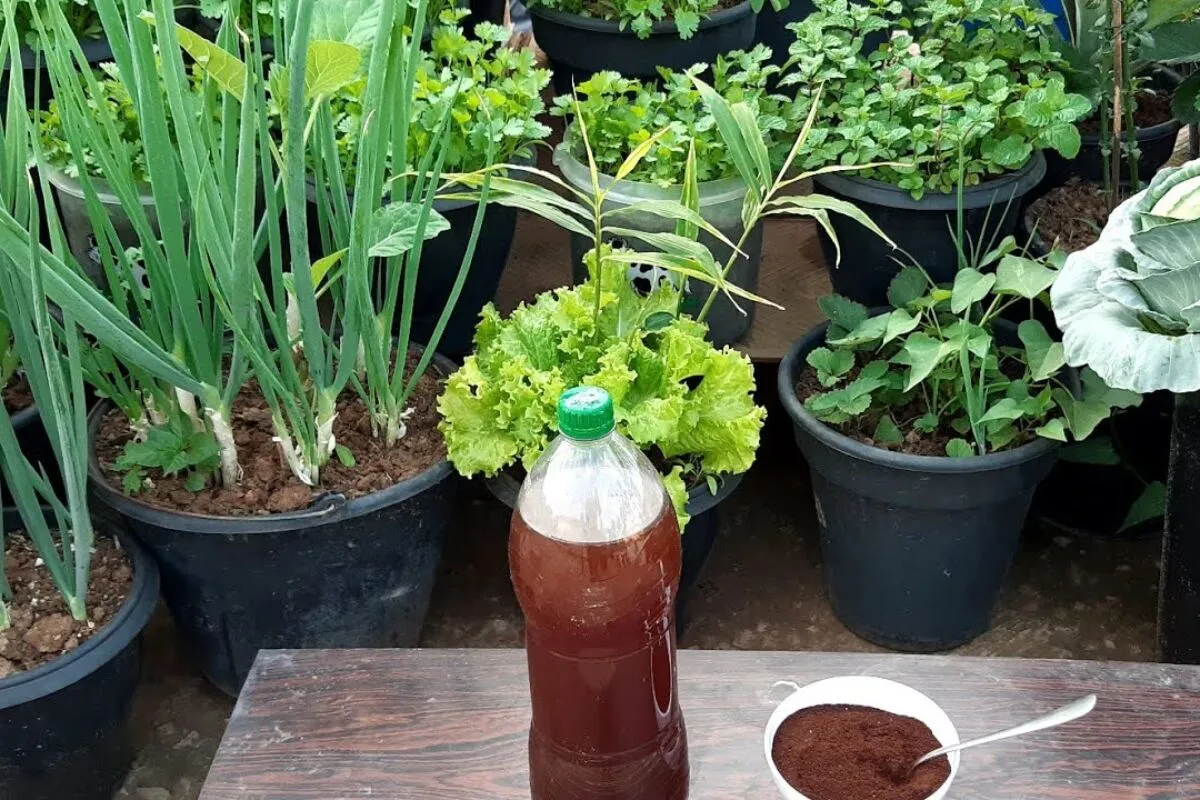 Adubo caseiro de borra de café: veja como fazer o adubo orgânico que faz suas plantas crescerem muito
