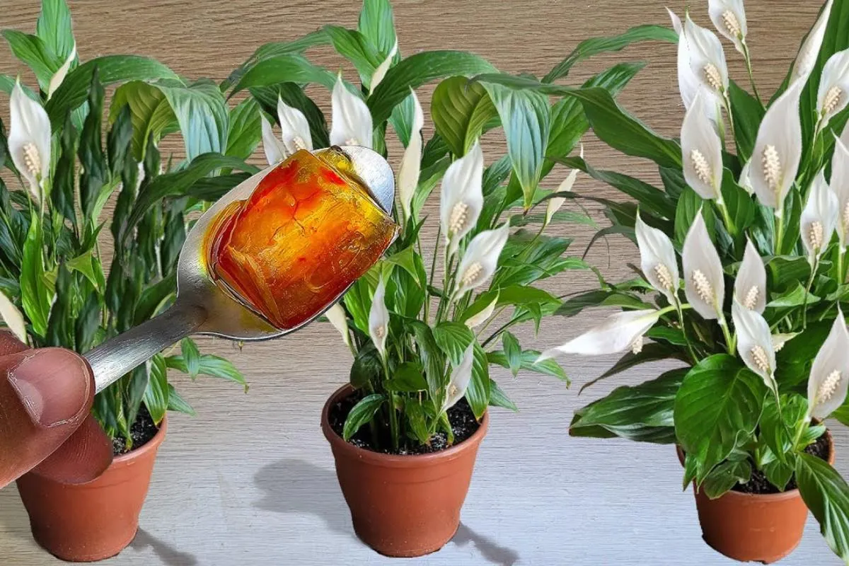 Adubo caseiro para flores: essa solução caseira fez meu jardim ficar todo florido em pouco tempo