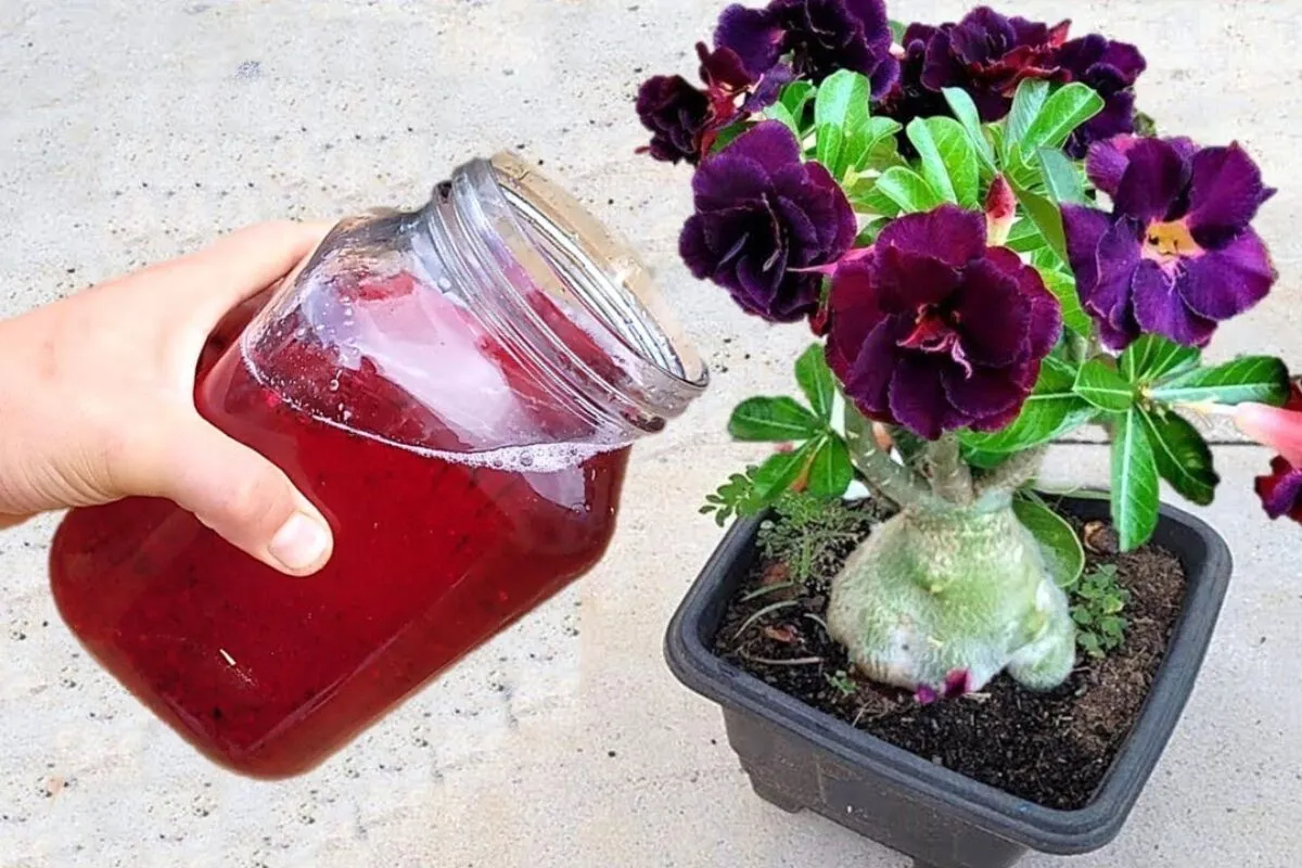Adubo caseiro para flores poderoso com 1 colher já faz seus vasos explodirem de flor