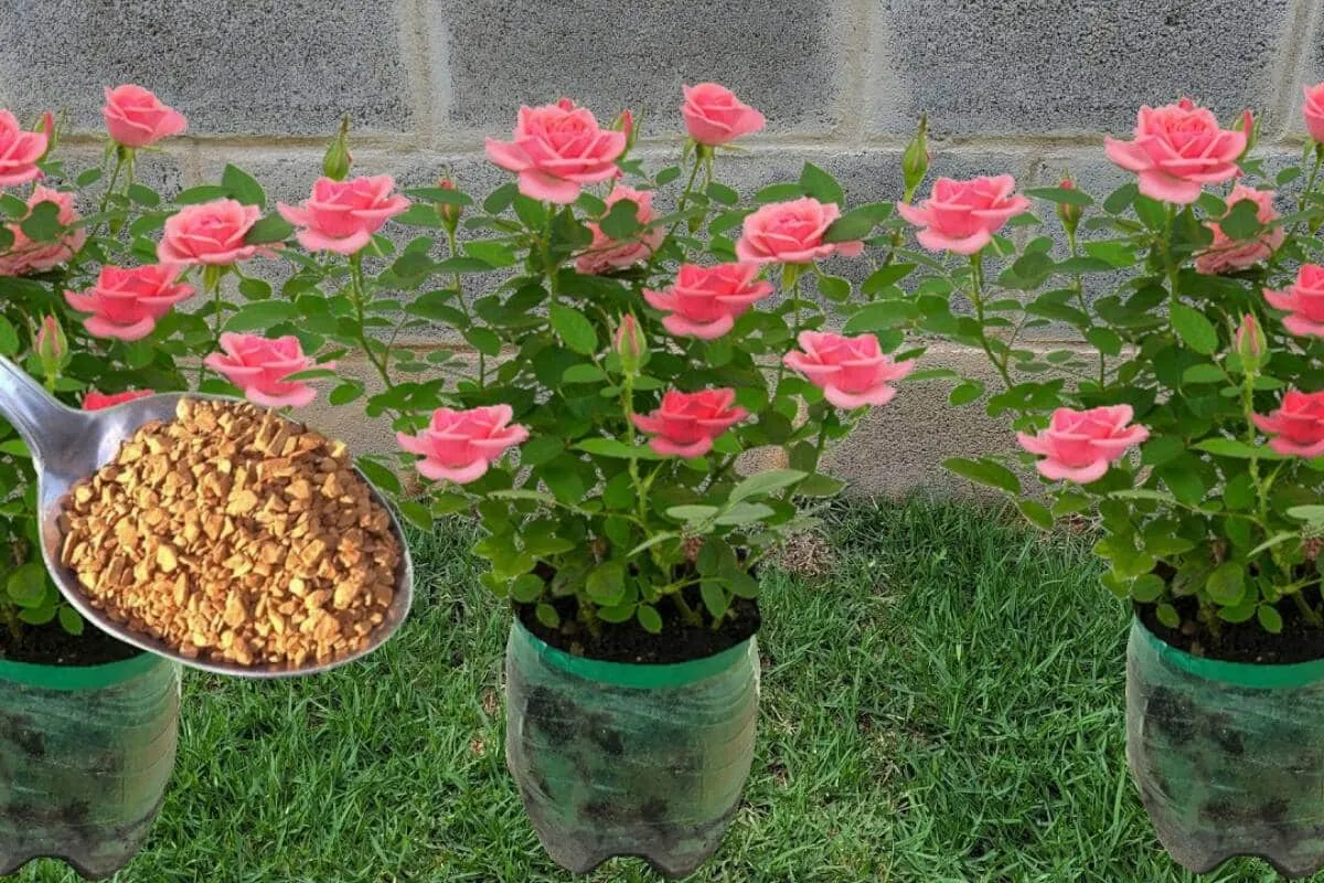 Adubo caseiro para flores: solução caseira que dá certo em qualquer estação do ano