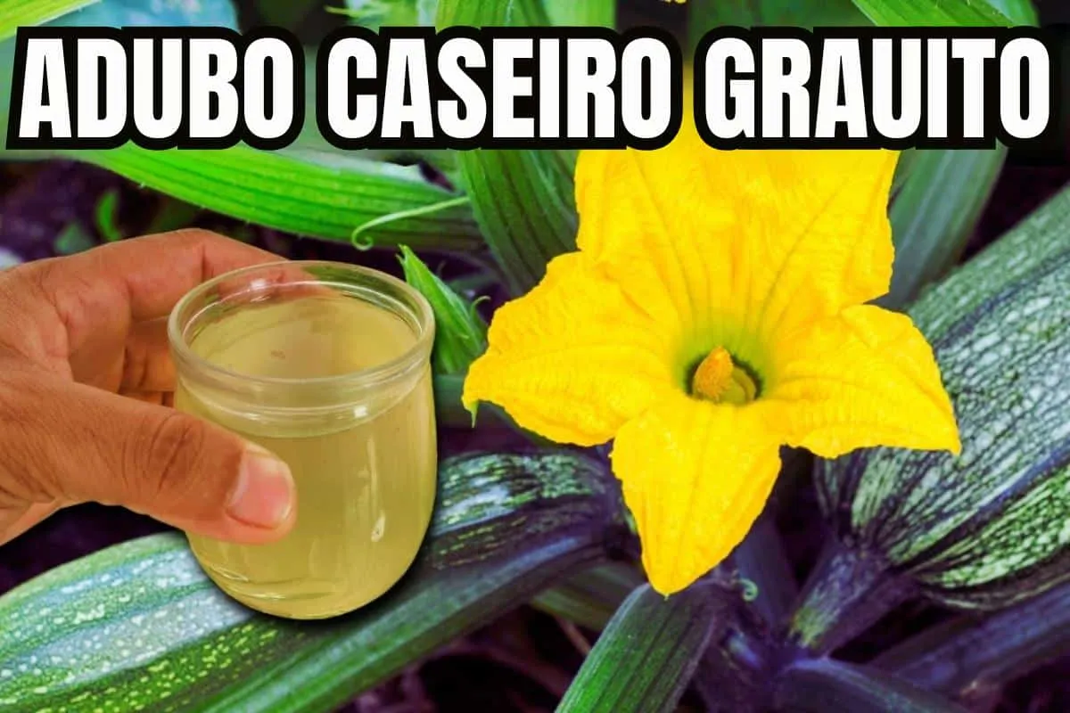 Adubo caseiro para plantas: a melhor forma natural e econômica de deixar seu jardim sempre forte e bonito