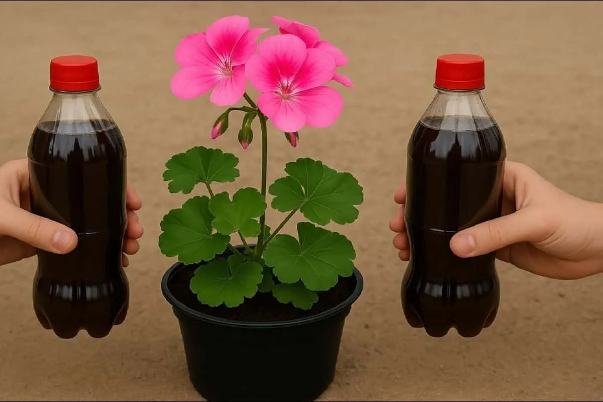 Adubo caseiro para plantas que faz qualquer vaso florir sem gastar nada