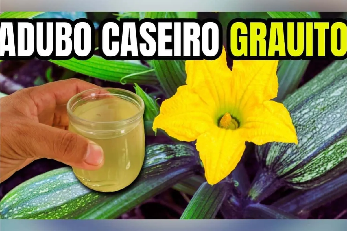 Adubo caseiro para plantas: solução que você faz em casa com ingredientes simples