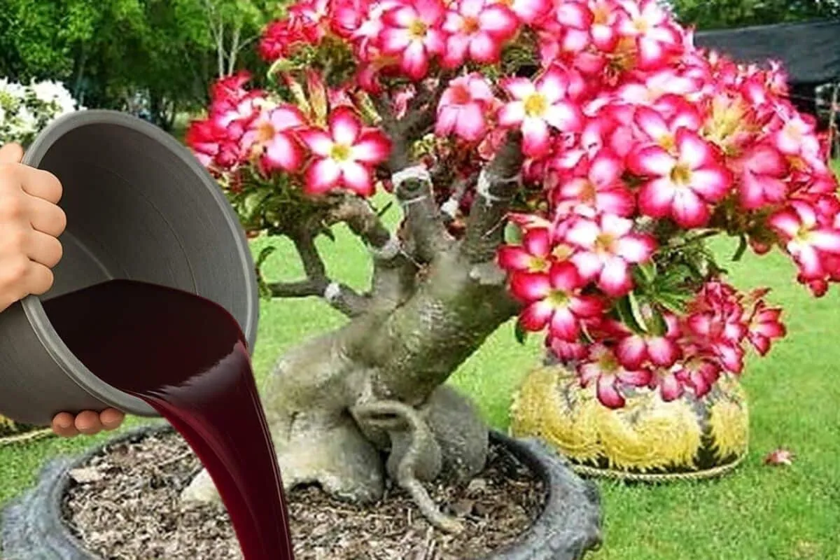 Adubo caseiro para rosa do deserto: fórmula simples para florescer mais e com mais cor