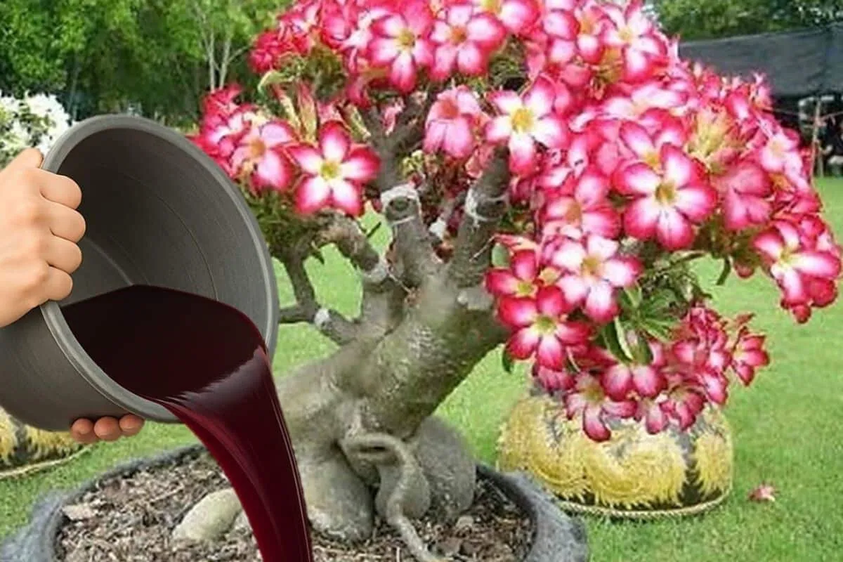 Adubo caseiro para rosa do deserto poderoso: esse faz sua planta explodir em flores