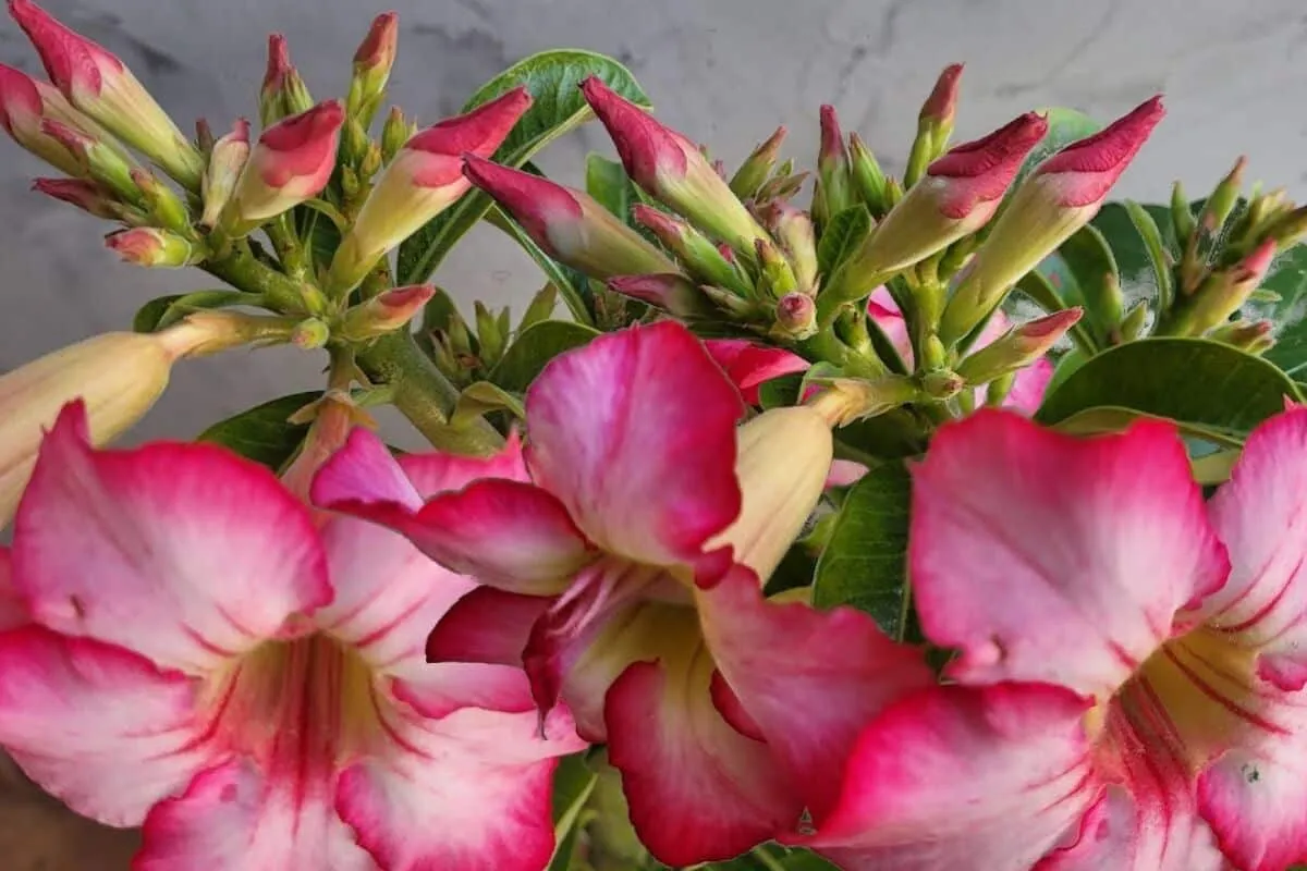 Adubo caseiro para rosa do deserto: veja qual é o segredo para ter mais de 30 botões por galho
