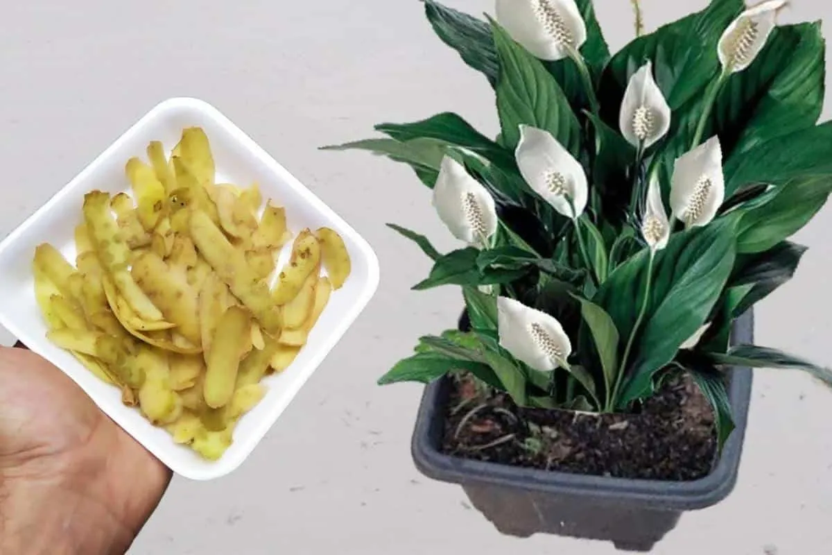 Adubo natural para plantas: tem ingredientes na sua casa que você nunca mais vai jogar fora