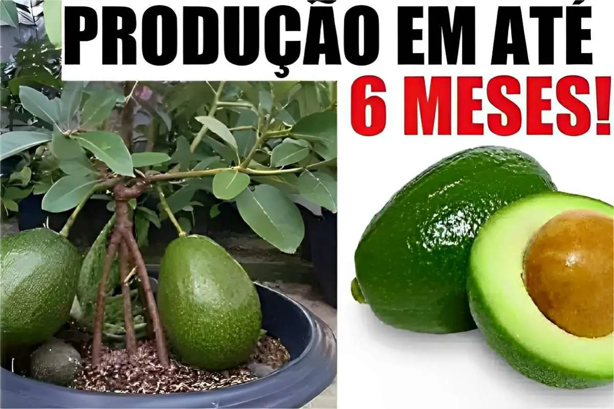 Aprendi como plantar abacate em vaso e fazer dar frutos em poucas semanas