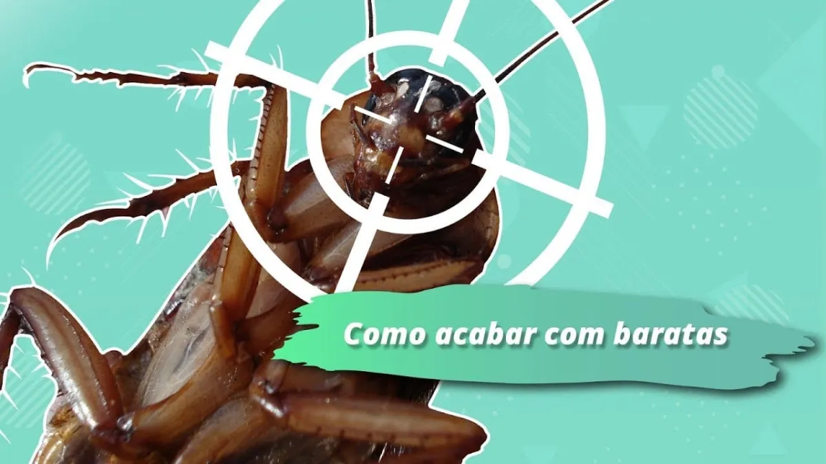 Como acabar com as baratas sem veneno: uma misturinha fácil e barata de fazer