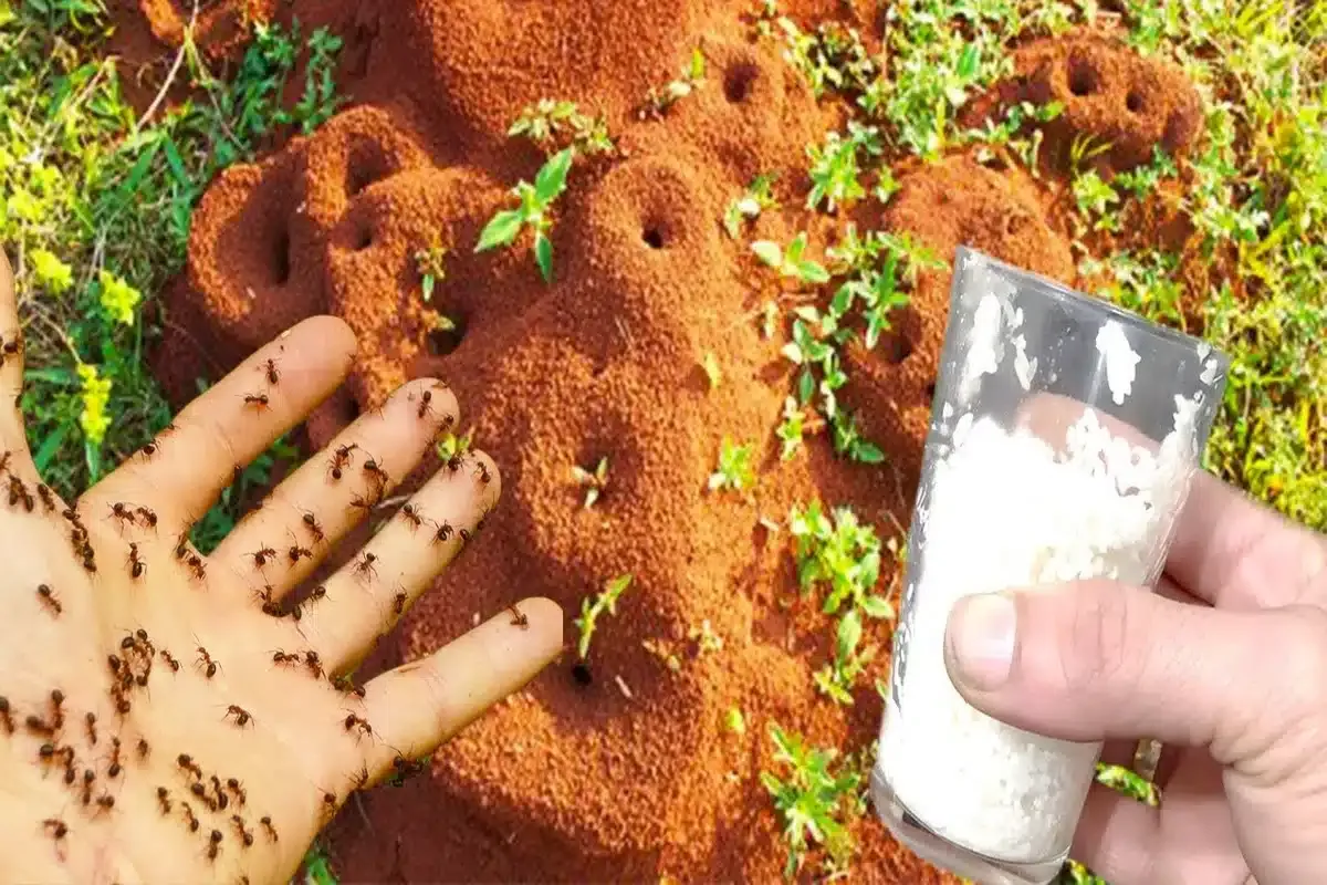 Como acabar com as formigas da sua casa com ingredientes que você tem no seu armário