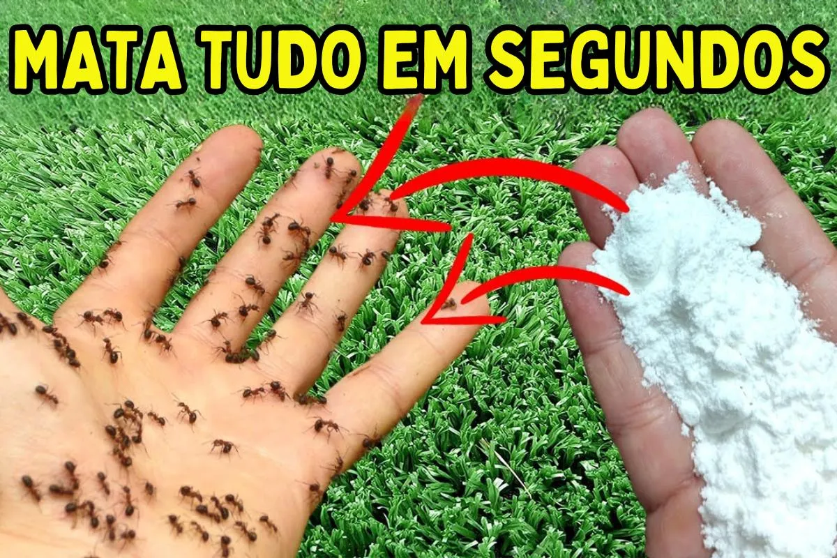 Como acabar com as formigas da sua cozinha sem precisar espalhar veneno pela casa toda