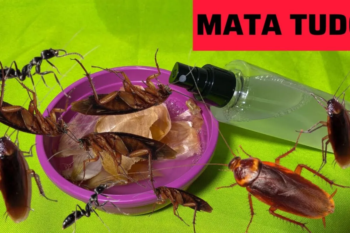 Como acabar com os insetos usando uma dica infalível contra baratas e formigas em casa