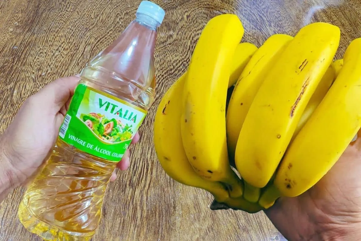 Como conservar banana madura no verão: evite que o calor estrague e escureça suas bananas