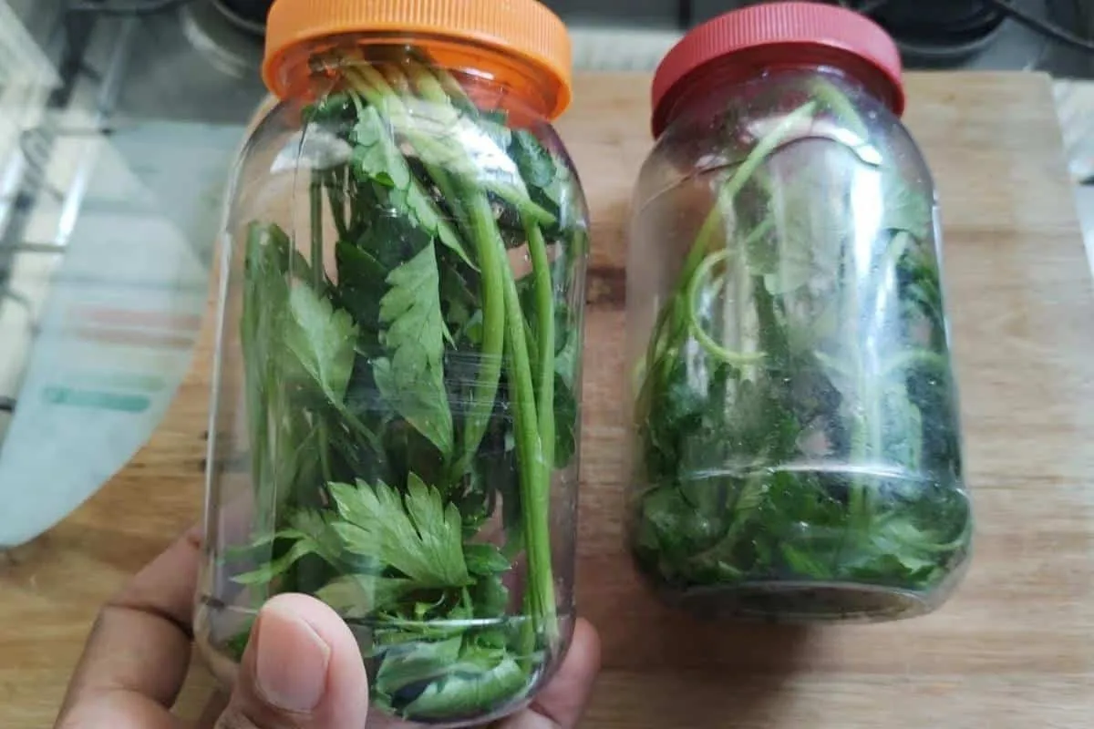 Como conservar cheiro verde sem congelar: técnica infalível e super fácil