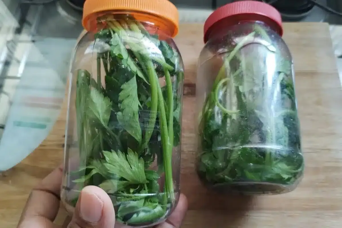 Como conservar cheiro verde sem precisar congelar: fica fresquinho por muito mais tempo