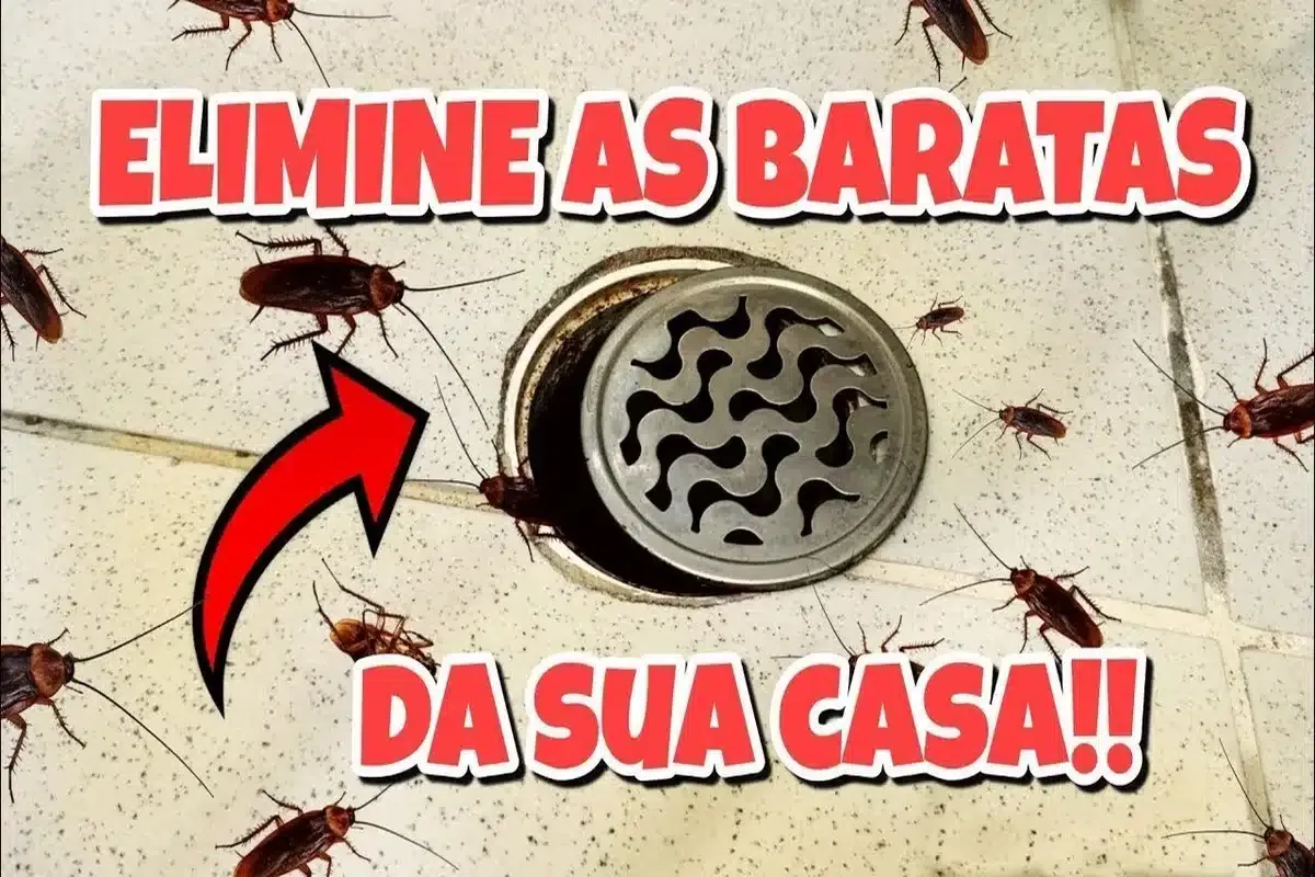 Como eliminar baratas de casa: não precisa comprar veneno para resolver esse problema