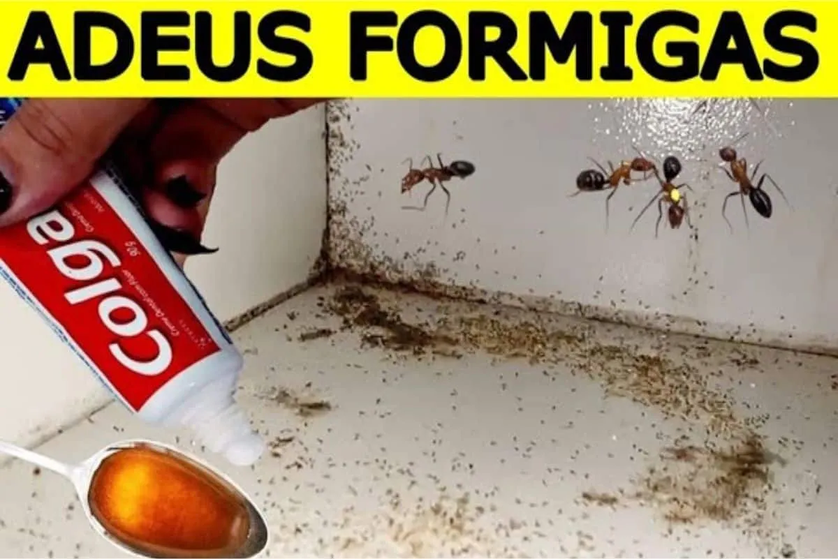 Como eliminar formigas da sua cozinha para preparar o almoço no domingo de dia das mães