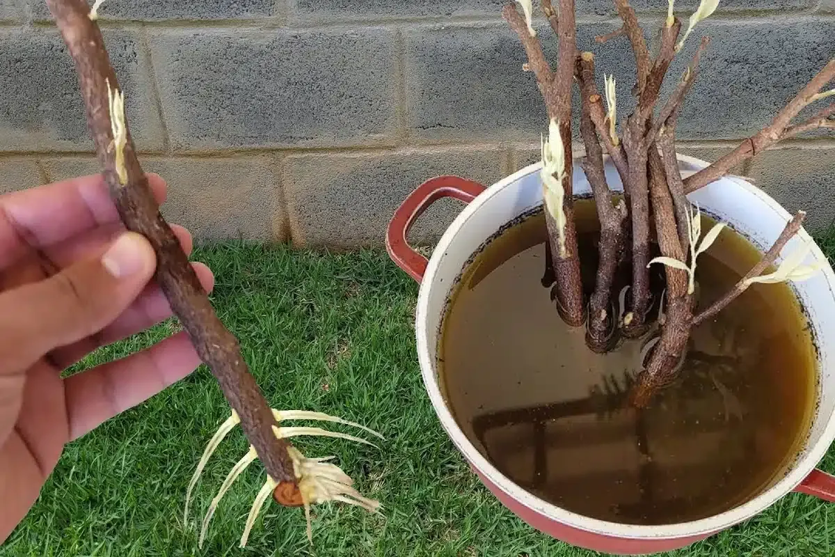 Como enraizar galho de planta: dá certo com qualquer planta que você tiver no seu jardim