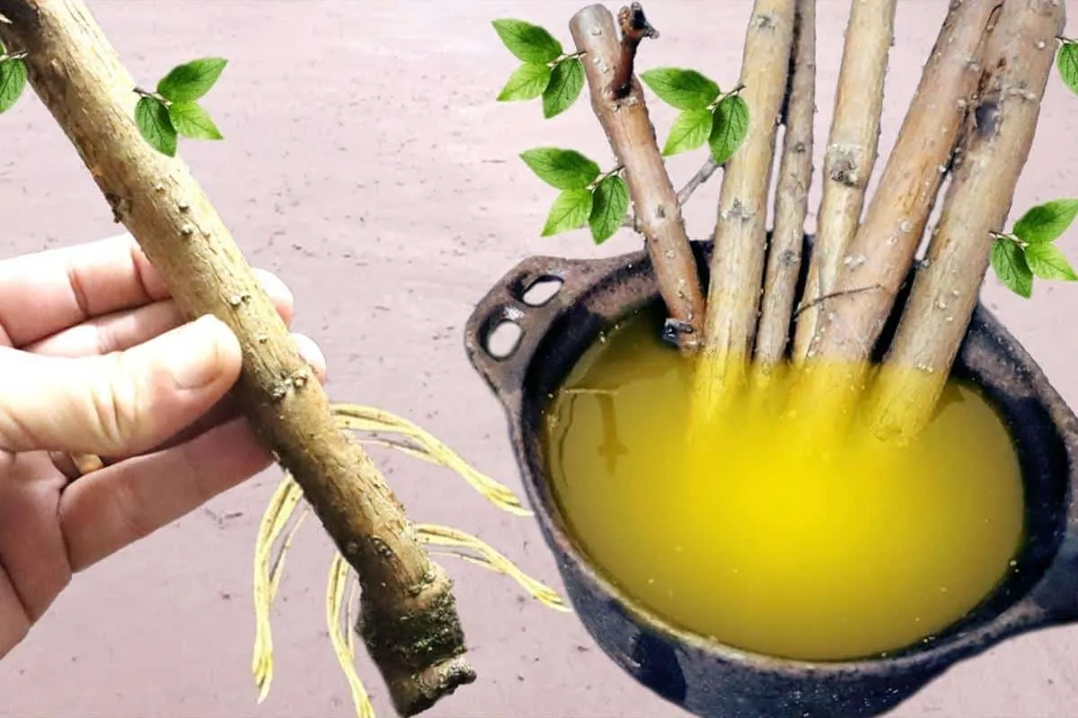 Como enraizar galhos de plantas: técnica infalível e fácil para aumentar suas flores no quintal