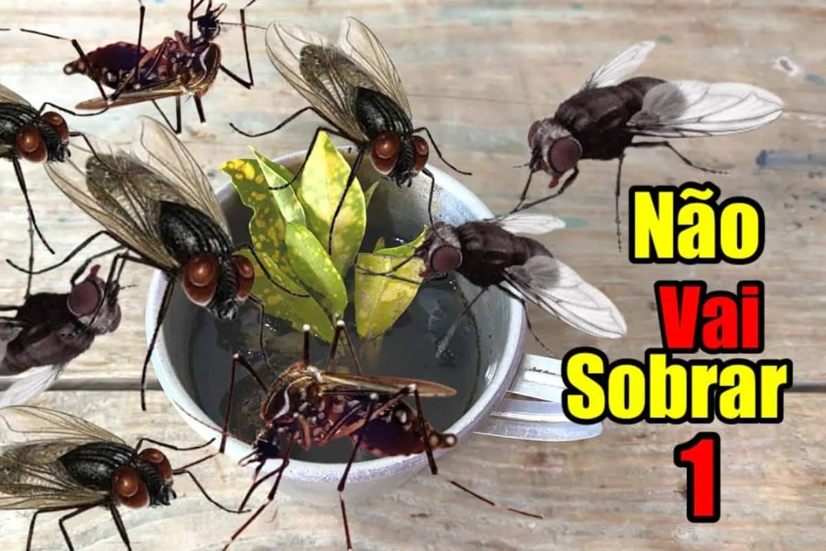 Como espantar as moscas da sua cozinha: usando só ingredientes naturais e sem veneno