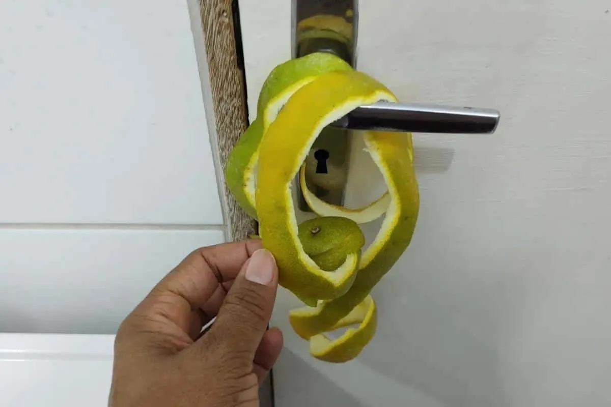 Como espantar os insetos da sua casa: para fazer resolver esse problema não precisa de veneno