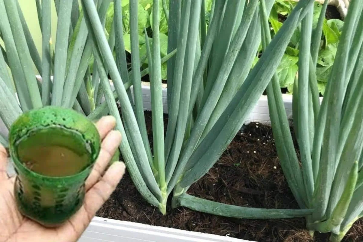 Como fazer cebolinha crescer e engrossar em vaso: dá certo em qualquer época do ano