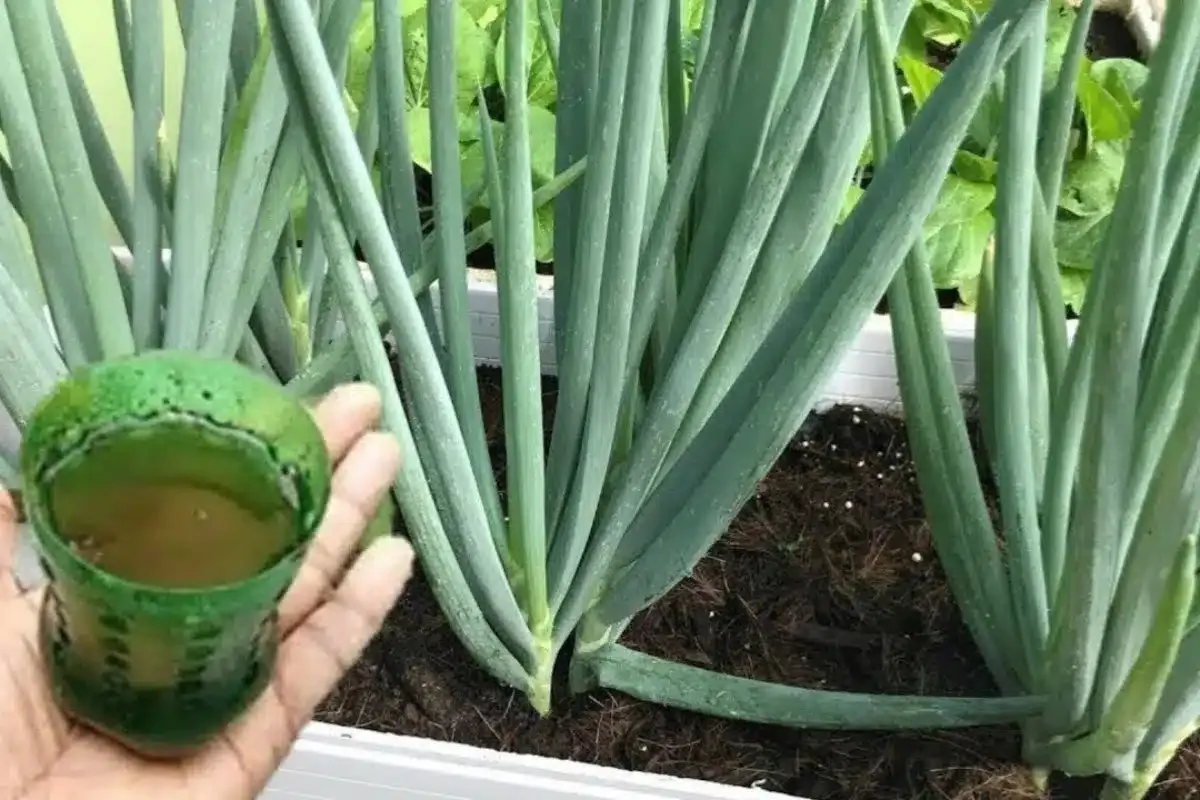 Como fazer cebolinha crescer e engrossar mesmo plantada em vasos