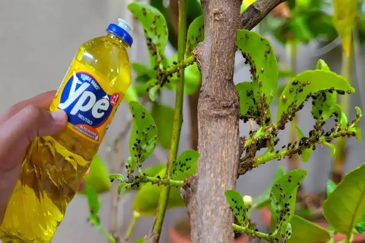 Como fazer inseticida caseiro para plantas: mata qualquer tipo de praga em alguns segundos