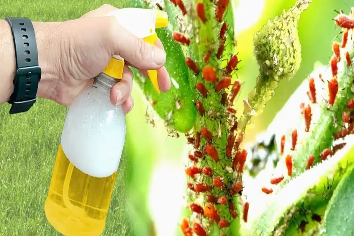 Como fazer inseticida caseiro para plantas que acaba com as pragas em segundos
