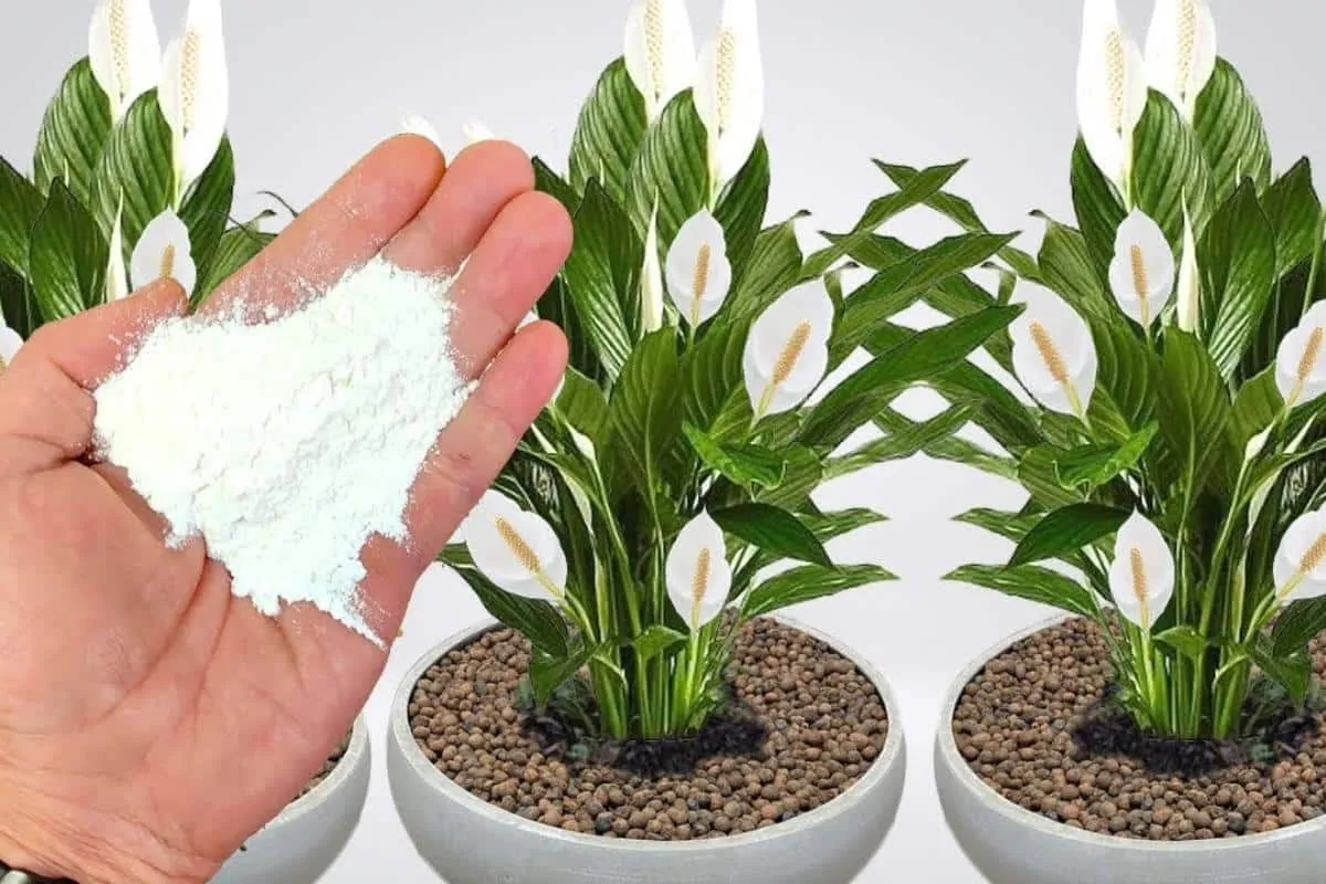 Como fazer planta crescer e florir: esse ingrediente você já tem no armário e vai te surpreender