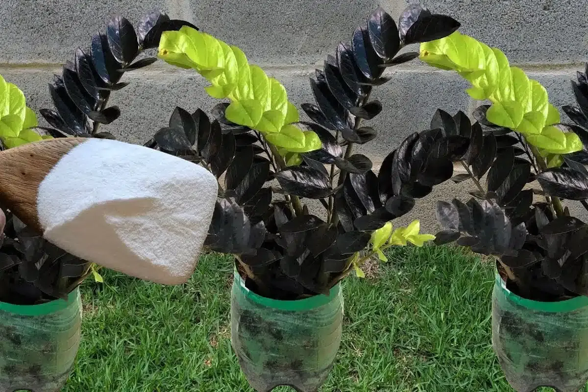 Como fazer planta crescer: técnica infalível que dá certo com qualquer planta do seu quintal