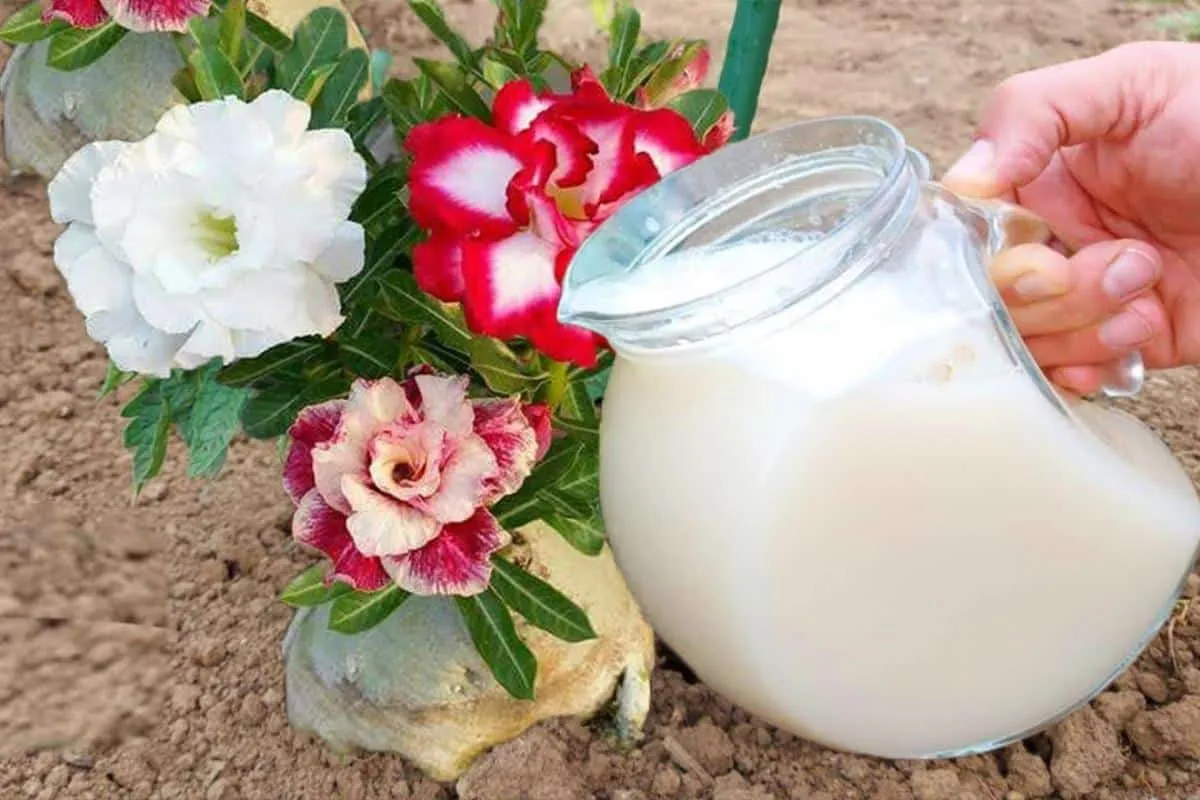 Como fazer planta florir: apenas 1 copo dessa solução faz seu vaso lotar de flores