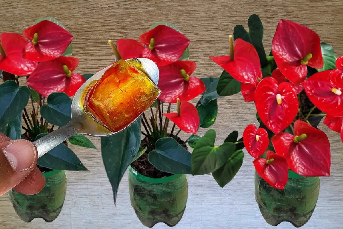 Como fazer planta florir com uma técnica caseira super simples de preparar