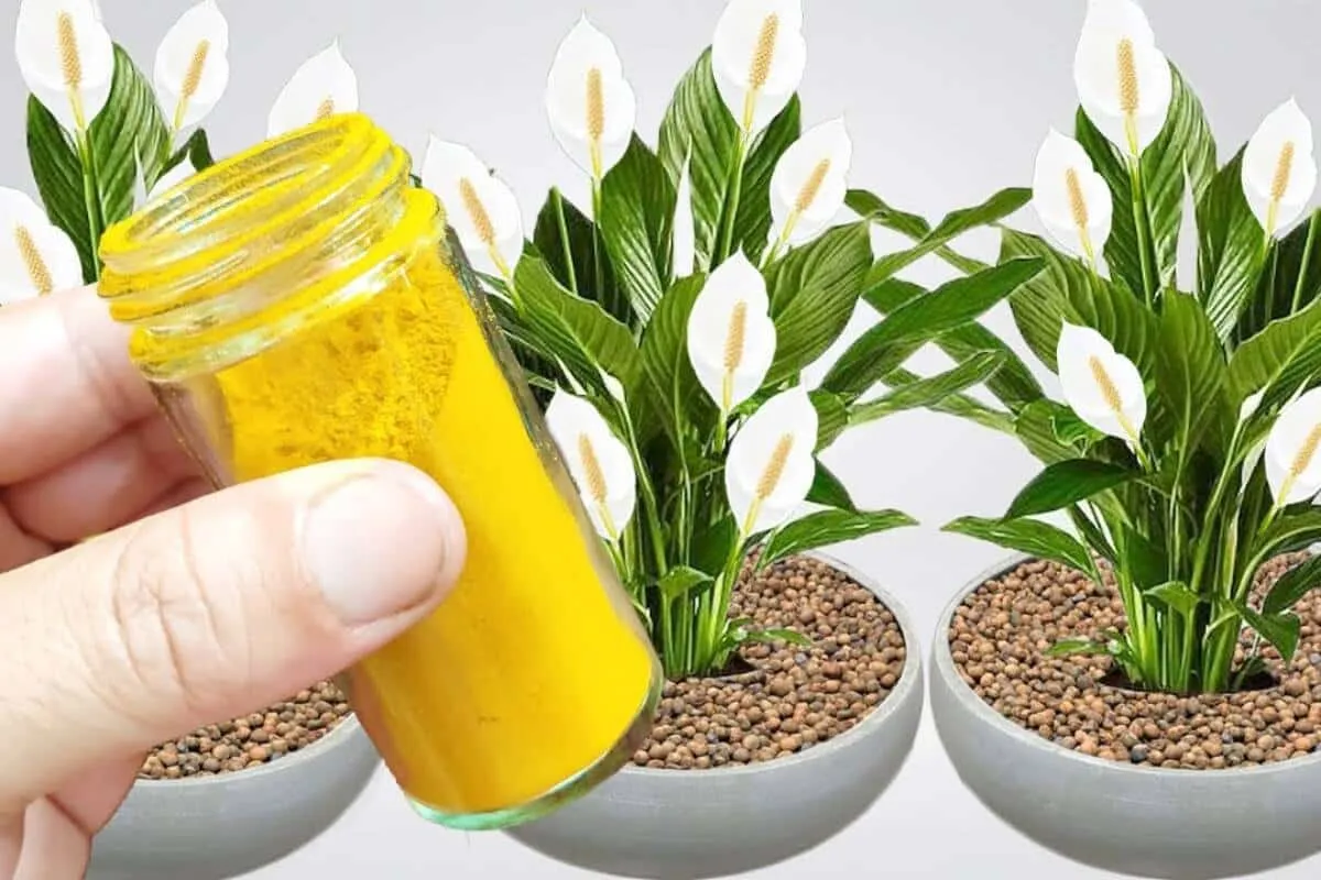Como fazer planta florir de um jeito fácil que você nunca imaginou