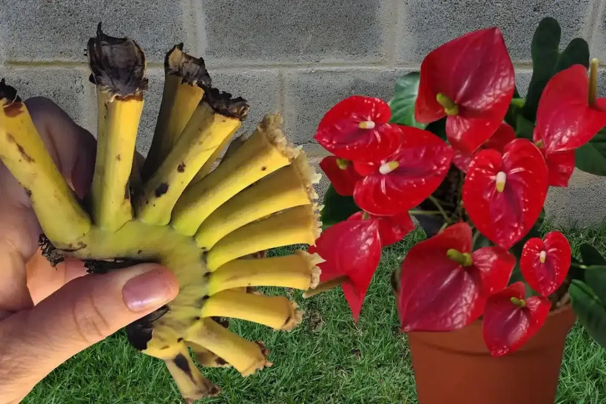 Como fazer planta florir de um jeito que você nunca imaginou que fosse possível