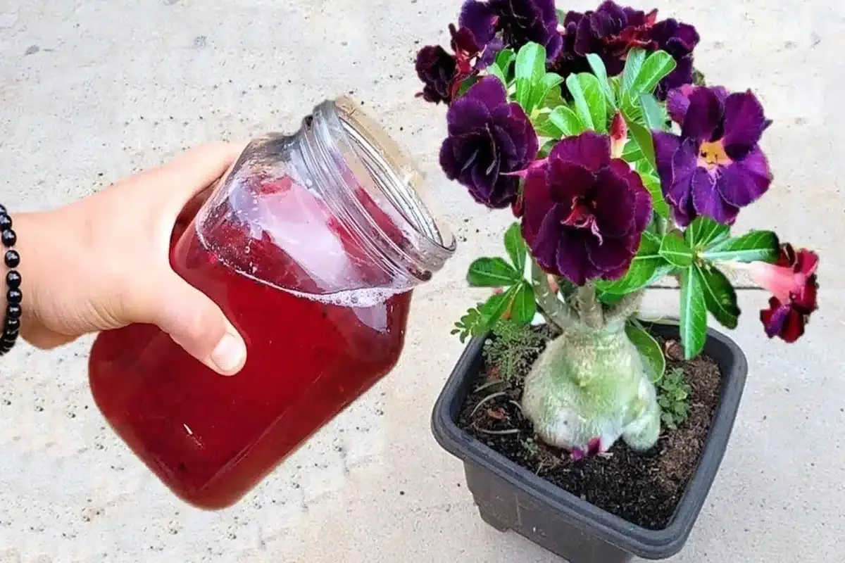 Como fazer planta florir: essa solução caseira é simples e sensacional