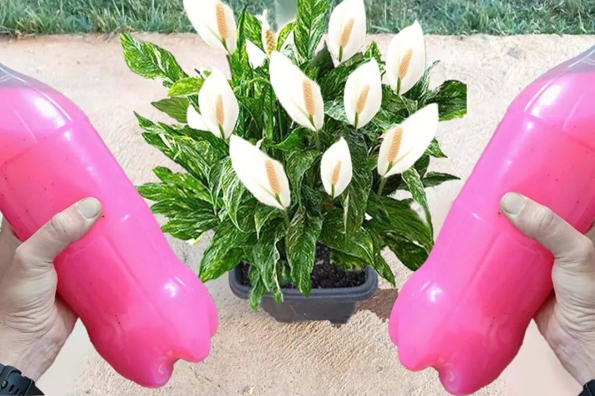 Como fazer planta florir: essa solução vai fazer seus vasos lotarem de flores