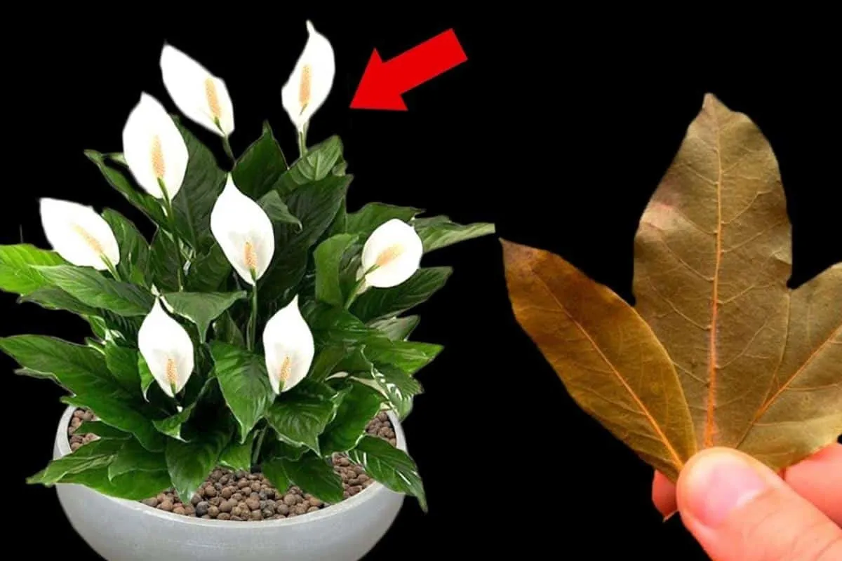 Como fazer planta florir: essa técnica dá certo em qualquer época do ano