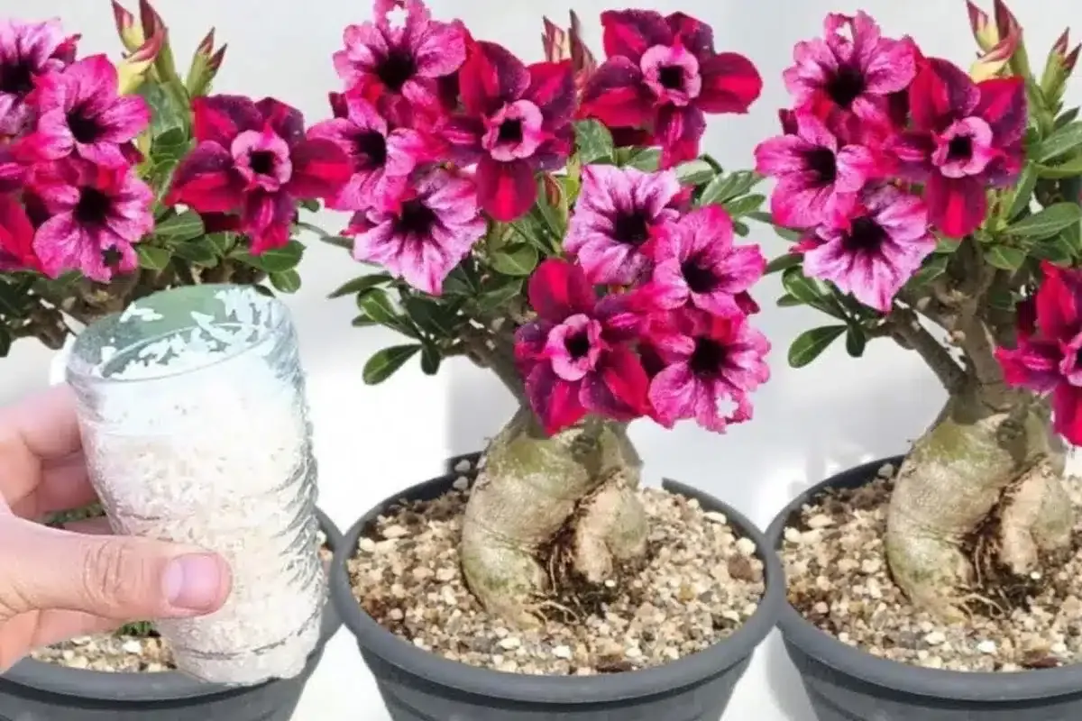 Como fazer planta florir: nem dá para imaginar que é tão fácil assim