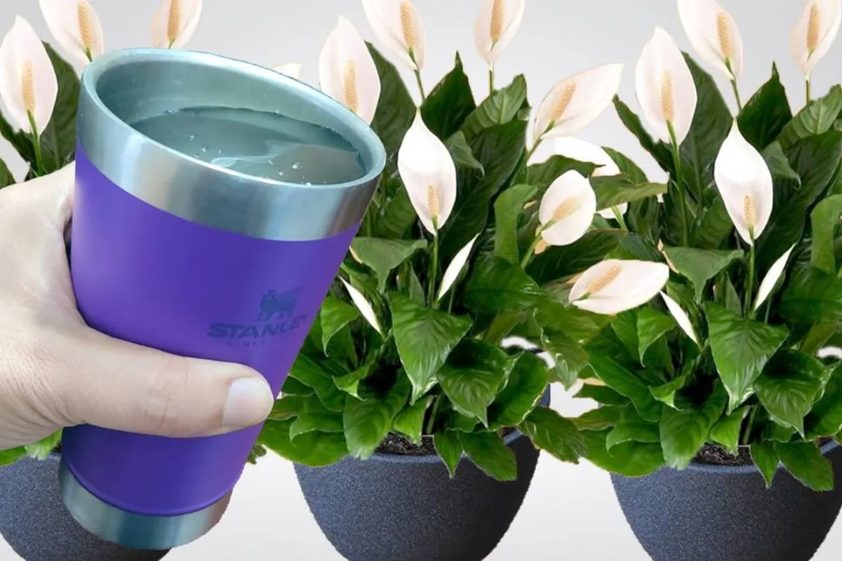 Como fazer planta florir o ano inteiro no seu quintal com essa dica simples