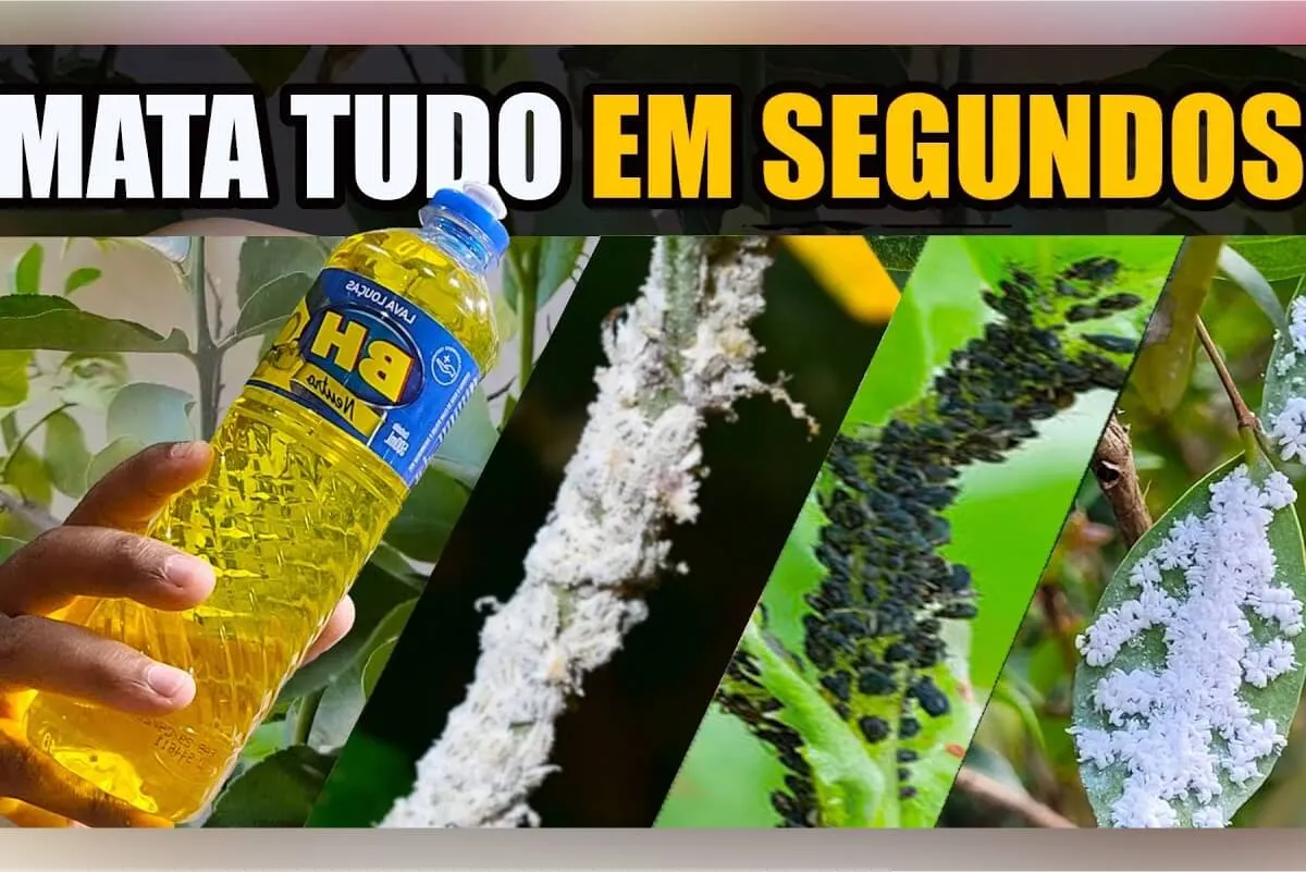 Como fazer um inseticida caseiro para plantas que acaba com todas as pragas rapidinho