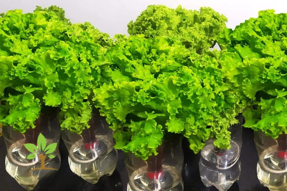 Como plantar alface na garrafa pet: ótima dica para quem tem pouco espaço no quintal