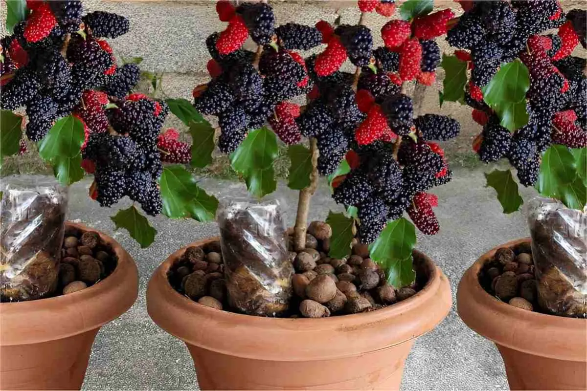 Como plantar amora em vaso e ter o ano todo na sua casa ou apartamento