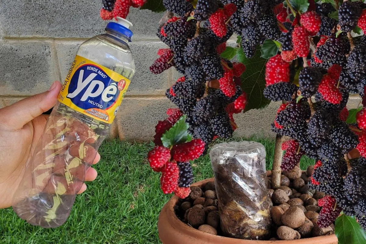 Como plantar amora em vaso: técnica infalível para produzir o ano todo