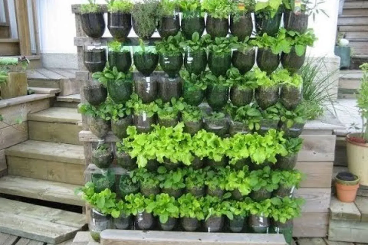 Como plantar hortaliça em vaso:  assim você tem sempre verdura fresquinha em casa