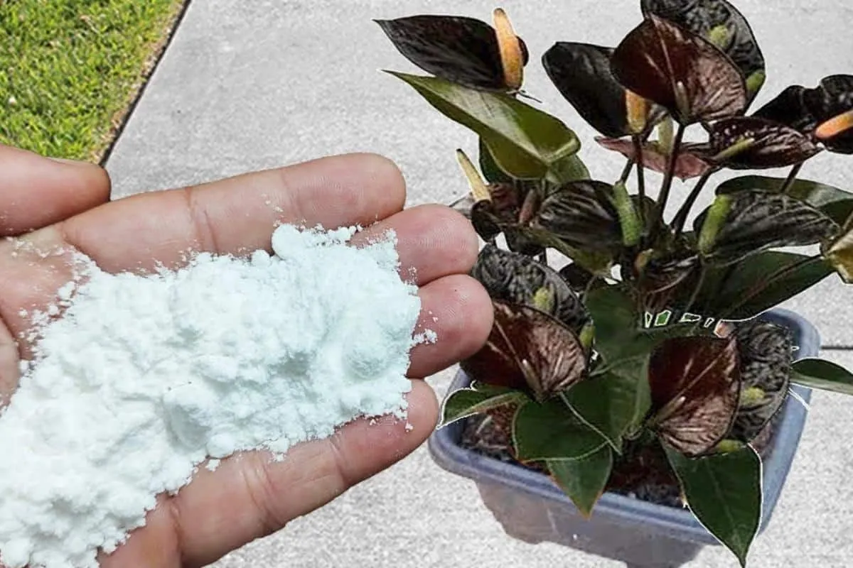 Descobri como fazer adubo caseiro para plantas com um produto que tinha na meu armário