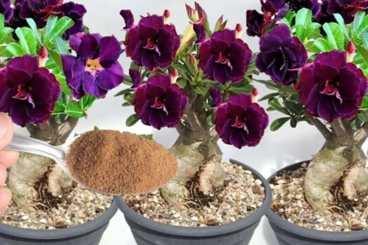 Esse é o melhor adubo para fazer planta florir o ano todo no seu jardim