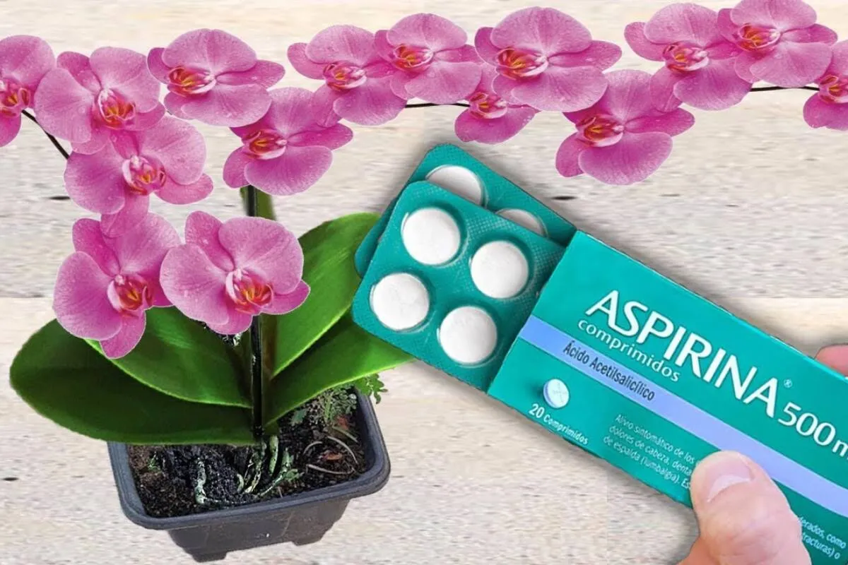 Fortificante caseiro para plantas: dica simples e muito barata para as florir seu quintal